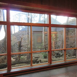 Raccoon Exhibit (ex-pet)