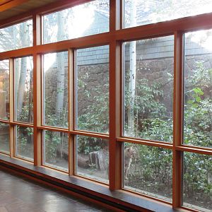 Bobcat Exhibit (ex-pet)