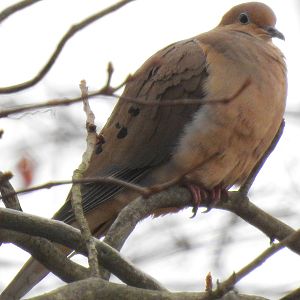 American Mourning Dove