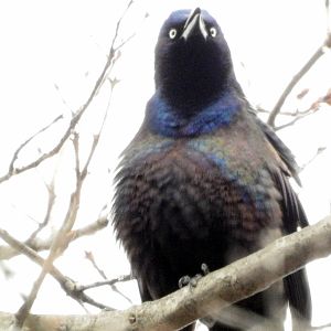 Common Grackle