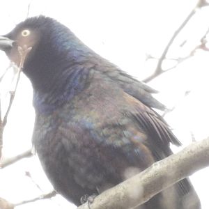 Common Grackle