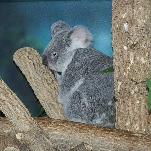 Koala-2006 or 2007