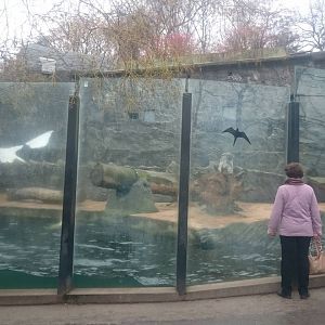 Polar bear enclosure