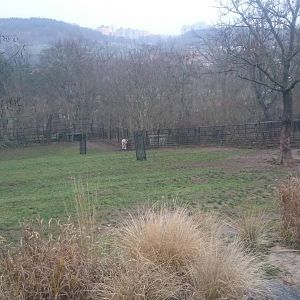 Enclosure Addax antilopes