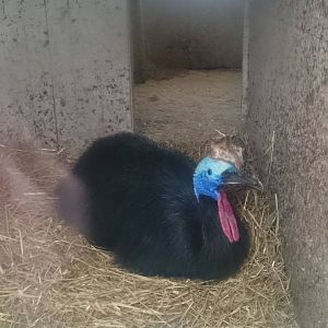 Cassowary in inside enclosure