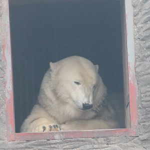 Polar bear