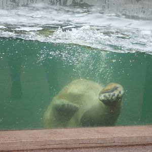 Polar bear underwater-viewing