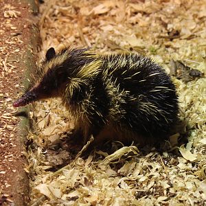 Lowland Streaked Tenrec