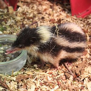 Highland Streaked Tenrec