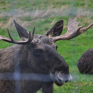 European Moose at the Scottish Deer Centre, 06/02/16