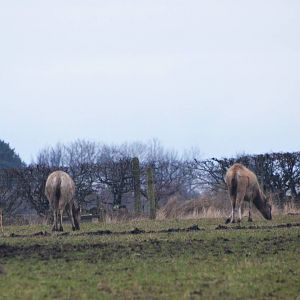Chinese Water and Pere David's Deer at the Scottish Deer Centre, 06/02/16
