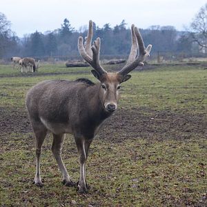 Pere David's Deer at the Scottish Deer Centre, 06/02/16