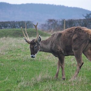 White-lipped Deer at the Scottish Deer Centre, 06/02/16