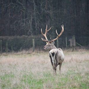 Bactrian Deer at the Scottish Deer Centre, 06/02/16