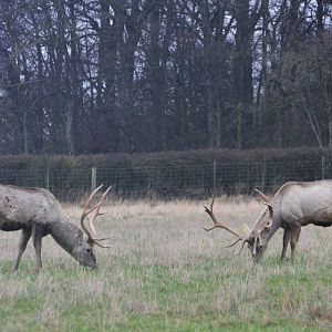 Bactrian Deer at the Scottish Deer Centre, 06/02/16