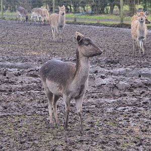 Fallow Deer at the Scottish Deer Centre, 06/02/16
