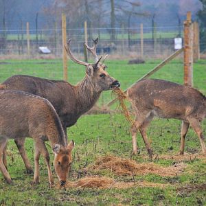 Barasingha at the Scottish Deer Centre, 06/02/16