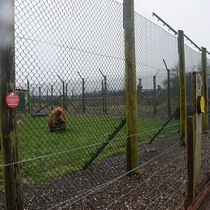 Bear Enclosure at the Scottish Deer Centre, 06/02/16