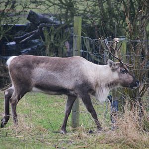 Domestic Reindeer at the Scottish Deer Centre, 06/02/16