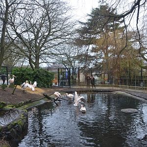 Pelican Walk-through at Edinburgh, 06/02/16