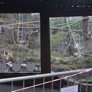 Barbary Macaque Enclosure at Edinburgh, 06/02/16