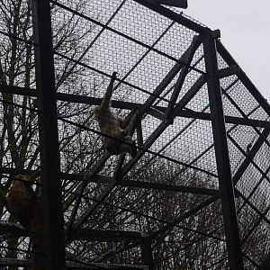 Barbary Macaque Enclosure at Edinburgh, 06/02/16