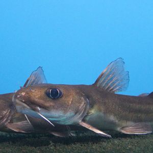 Catfish ID