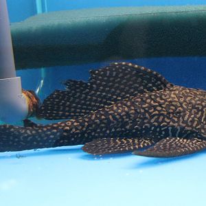 Pleco ID