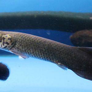 Arapaima (Arapaima gigas )