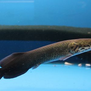 Arapaima (Arapaima gigas )