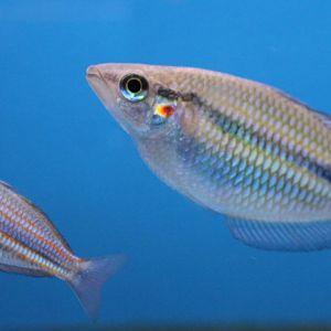 Rainbowfish ID
