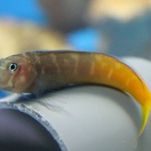 Bicolor blenny