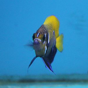 Blue-girdled angelfish