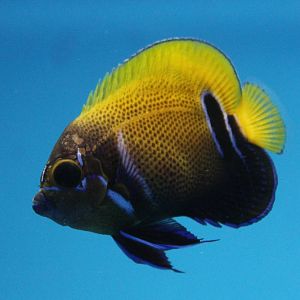 Blue-girdled angelfish