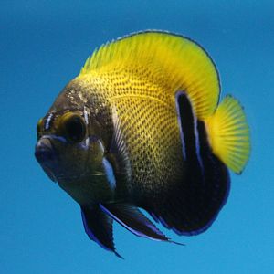 Blue-girdled angelfish