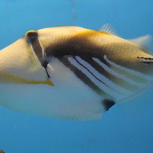 Picasso triggerfish