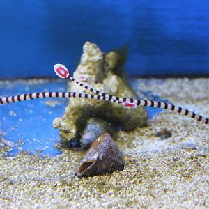 Zebra pipefishes