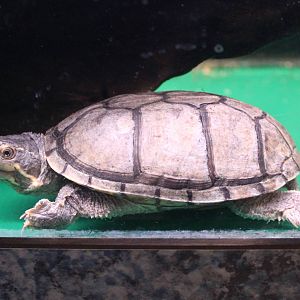 Musk turtle ( Sternotherus odoratus )