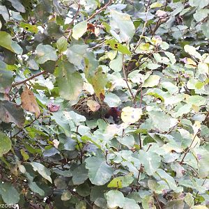 Purple Grenadier Emerges from the Nest