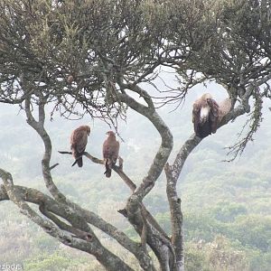 White-backed Vulture and Tawny Eagles - Maasai Mara