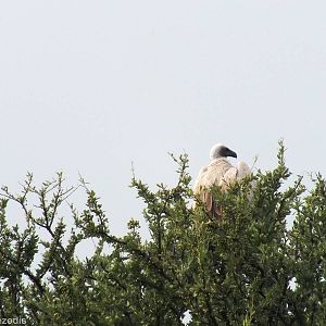White-backed Vulture - Maasai Mara