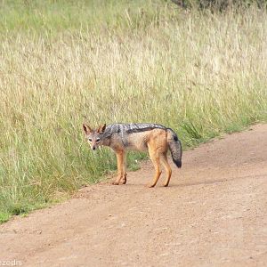 Black-backed Jackal - Maasai Mara