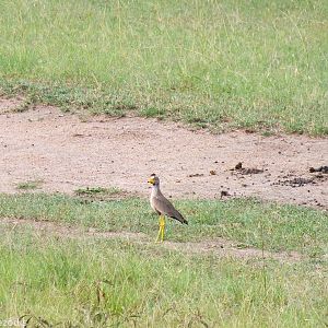 African Wattled Lapwing - Maasai Mara