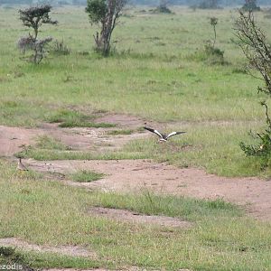 African Wattled Lapwings - Maasai Mara