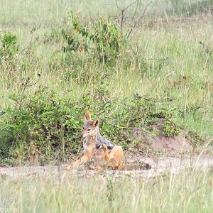 Black-backed Jackal - Maasai Mara
