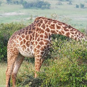 Giraffe and Yellow-billed Oxpecker - Maasai Mara