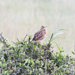 Grassland Pipit (?) - Maasai Mara