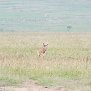 Coke's Hartebeest and Distant Thomson's Gazelles - Maasai Mara