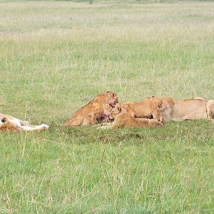 Lion Pride Eating- Maasai Mara