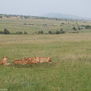 Lion Pride and View - Maasai Mara